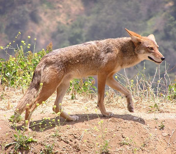 coyote reacting to an unpleasant smell