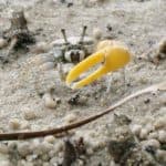 A Fiddler Crab, Australia