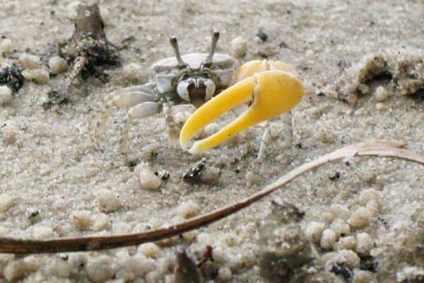 A Fiddler Crab, Australia