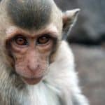 Long-tailed macaque