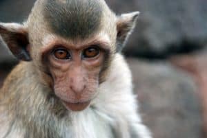 Sharpened and downsampled version of Image:Macaca_fascicularis_in_Lopburi.JPG.