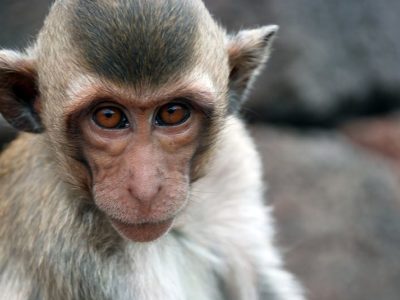 Crab-Eating Macaque Picture