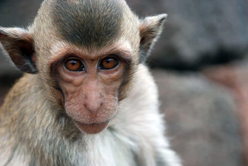 Crab-eating macaque (Macaca fascicularis) in Lopburi, Thailand