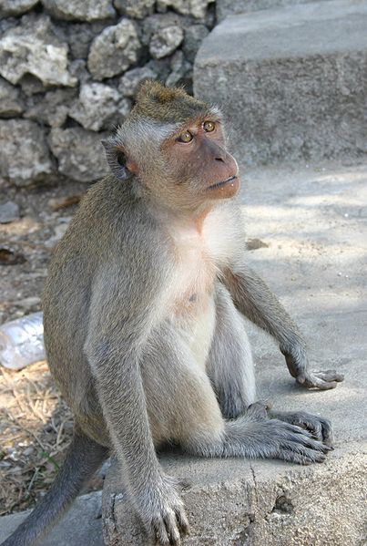 Crab-eating Macaque (Macaca fascicularis)