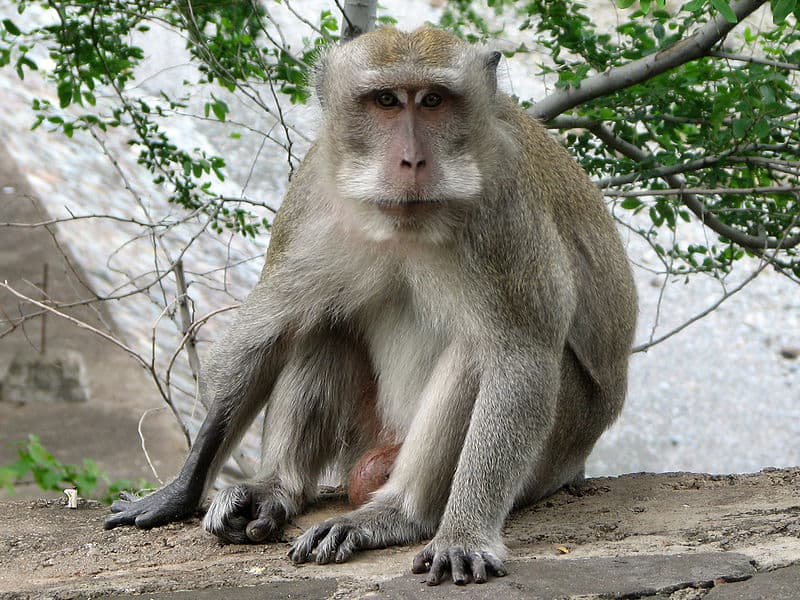 Crab-eating macaque (Macaca fascicularis), in the temple of Pura Pulaki (Bali island, Indonesia)