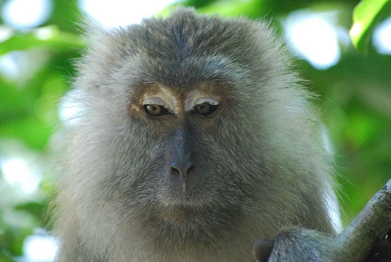 A crab eating Macaque perched on a tree in the Penang National Park, Malaysia