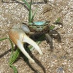 Fiddler crab near the Gulf of Mexico, Louisiana