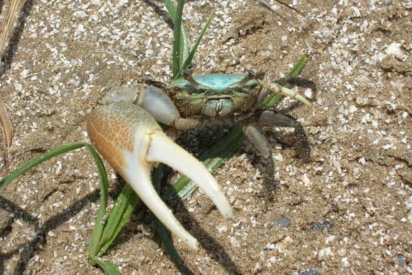 Fiddler crab near the Gulf of Mexico, Louisiana