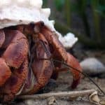 Caribbean hermit crab (coenobita clypeatus)