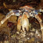 A Robber Crab on Christmas Island