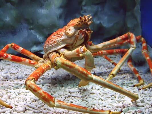 what-do-crustaceans-eat-a-z-animals