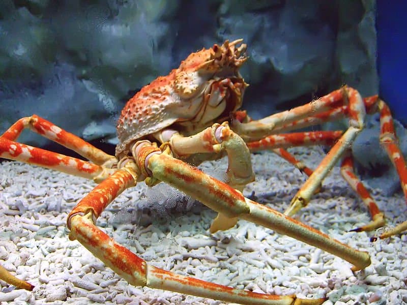 Largest Crabs - Japanese Spider Crab 