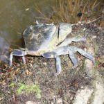 Freshwater crab (Potamon potamios), Jordan river, Israel