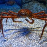 Crab (Brachyura)