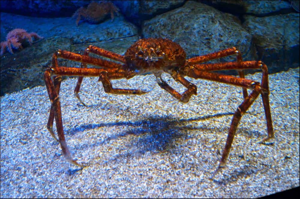 A large Japanese spider crab underwater, standing up on its legs. 