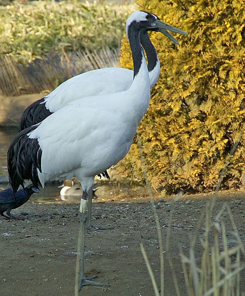 Crane Bird Facts Gruidae - A-Z Animals, crane