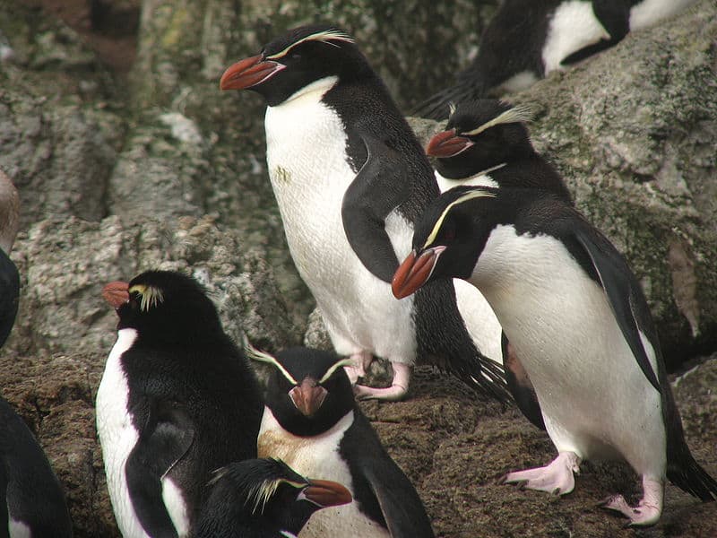 Fve Snares Penguin (Eudyptes robustus), standing around on a rock outcropping.  The have white fronts, black backs, pink feet, and dark orange beaks. A think pale yellow line encircles their heads at eye level, and they have pale yellow crested eyebrows.