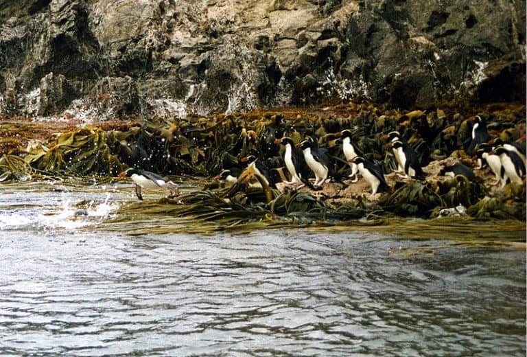Crested Penguins/Snares Penguins diving