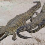 Nile crocodiles (Crocodylus niloticus)