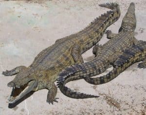 What is a Group of Crocodiles Called? Picture