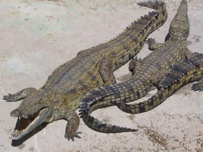 A Crocodylus acutus