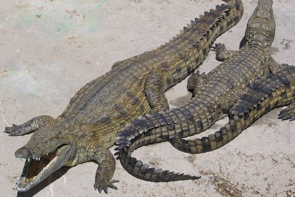 Nile crocodiles (Crocodylus niloticus)