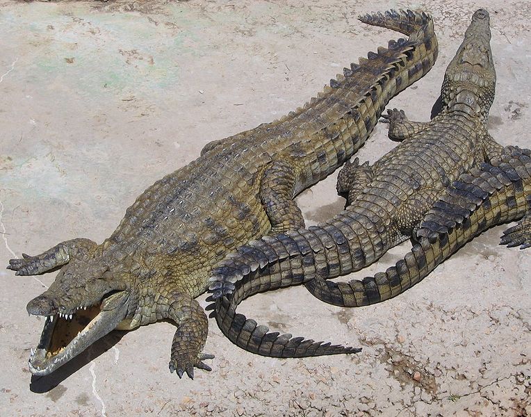 Crocodiles and gharials are getting bizarre orange 'tans' in Nepal. Here's  why.