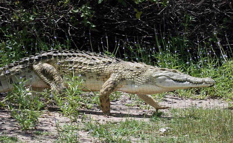 The largest Nile crocodile has size and swim speed advantage vs. saltwater crocodile