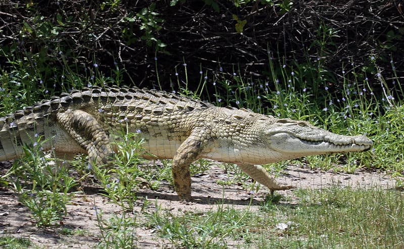 Discover the Incredible Desert Crocodiles that Live in the Sahara