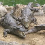 Marsh Crocodiles basking in the sun