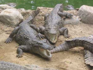 Do Crocodiles Live in Florida? Picture