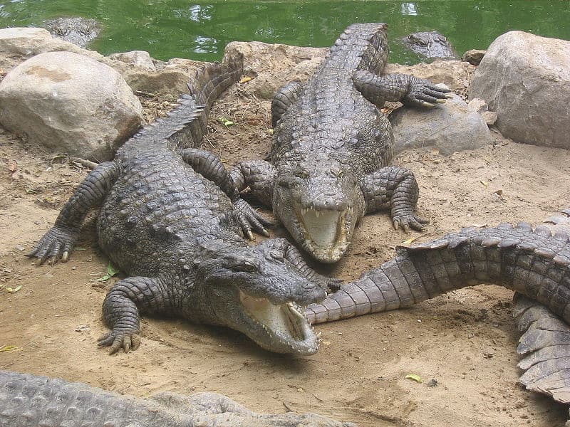 Nile Crocodiles Appear in Florida Waters