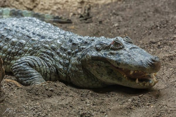 A Crocodile (Crocodylus Acutus) at Barcelona Zoo, Spain.