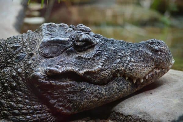 A close-up of a Crocodile (Crocodylus Acutus) at Toronto Zoo, Canada.