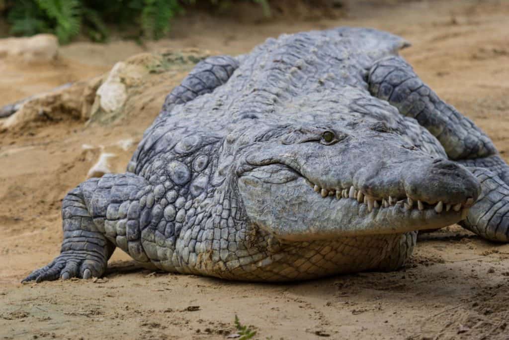Crocodile Teeth: Everything You Need to Know - AZ Animals