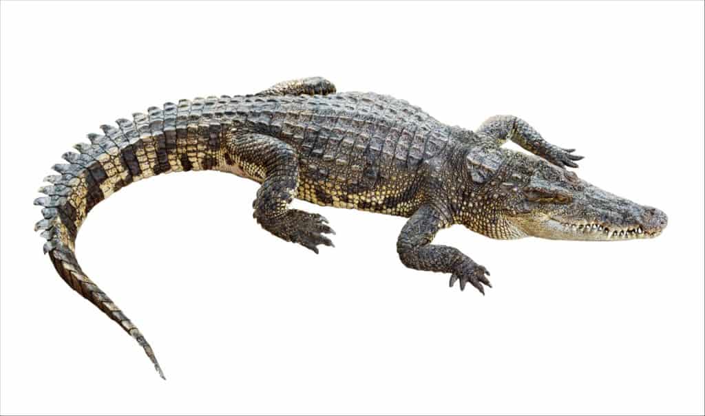 New Guinea crocodile