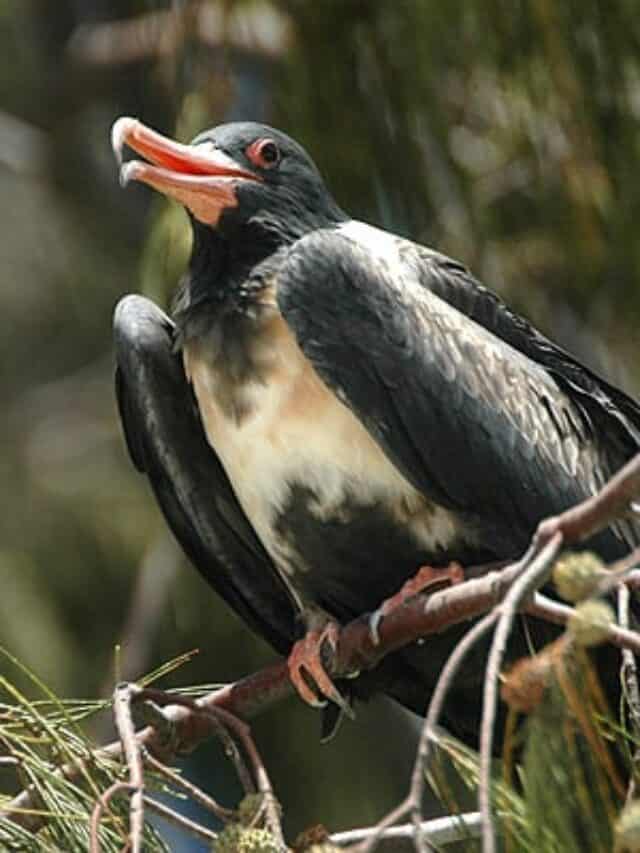 Lesser frigatebird in western Australia