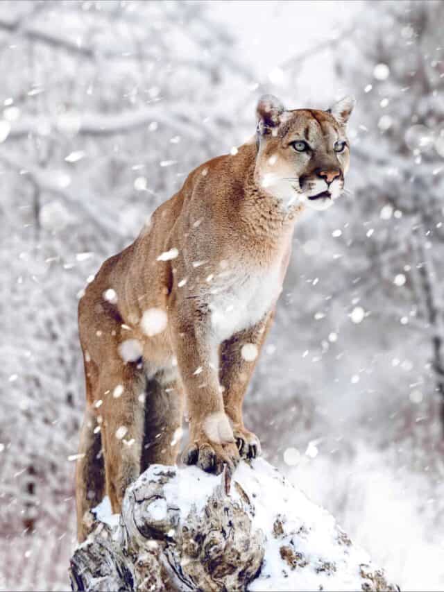 Mountain Lion in the Snow (Felis Concolor)