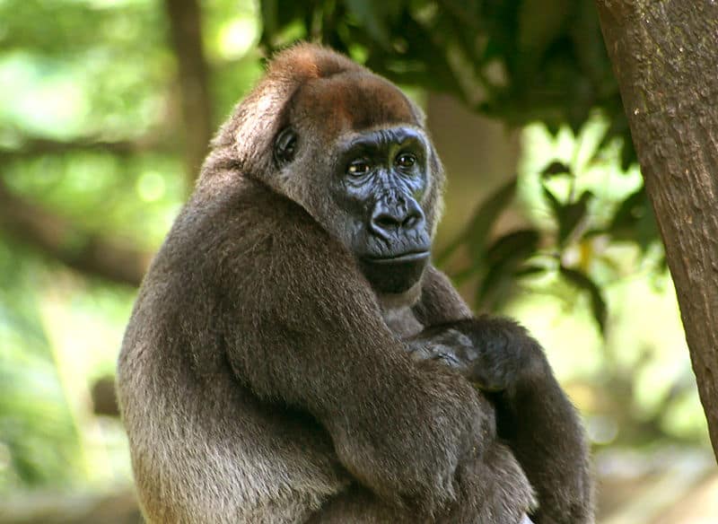 Cross River Gorilla (Gorilla gorilla diehli)
