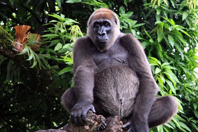 Cross River gorilla, Limbe Wildlife Centre, Cameroon