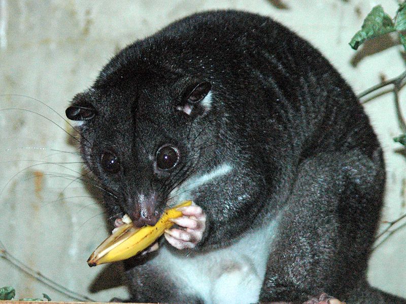 Ground Cuscus at Cotswold Wildlife Park, Burford, Oxfordshire