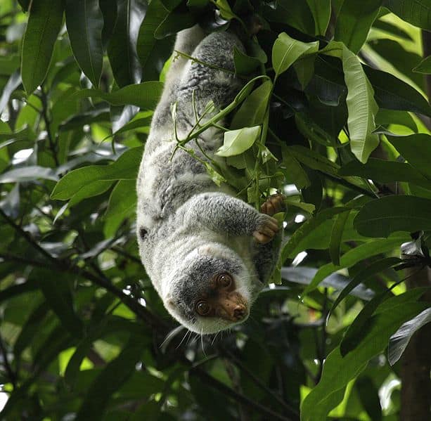 Discover The Largest Possum In The World