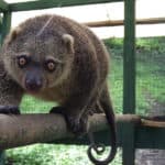 Common spotted cuscus