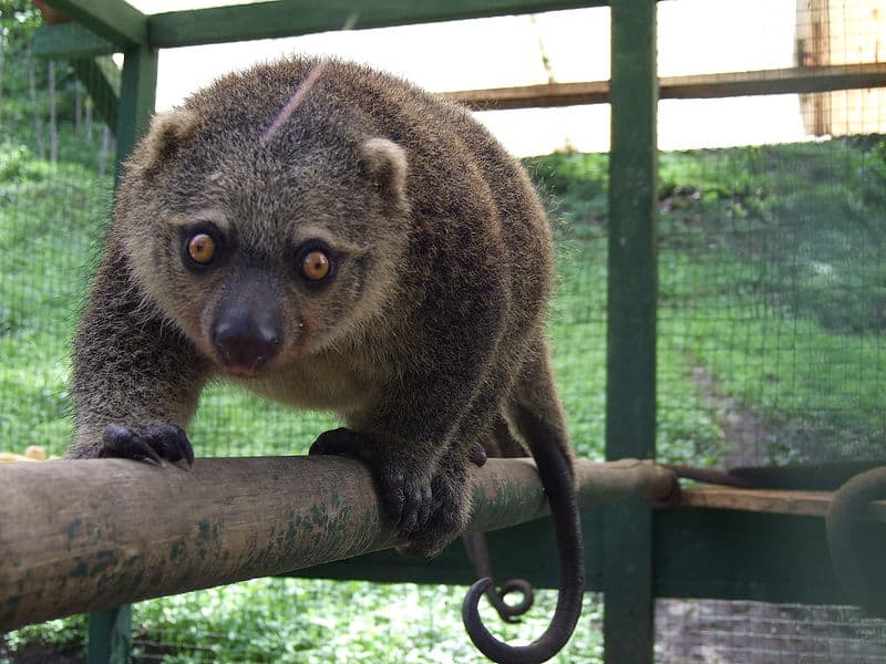 Sulawesi Bear Cuscus (Ailurops ursinus), North Sulawesi, Indonesia