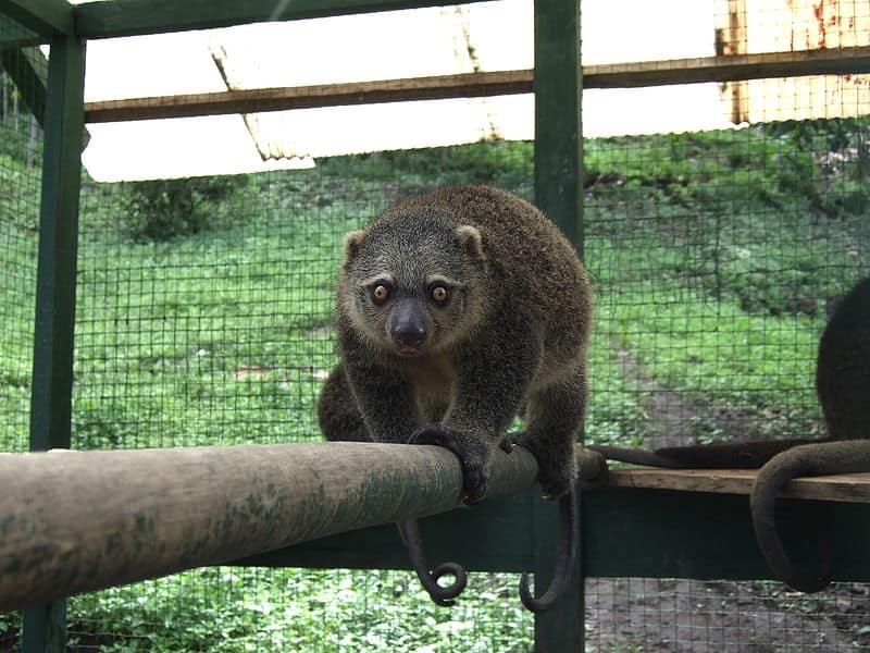 The largest possum in the world is th Sulawesi bear cuscus