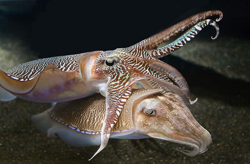 Cuttlefish vs squid