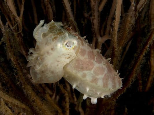 Cuttlefish Animal Facts - Sepiida - A-Z Animals