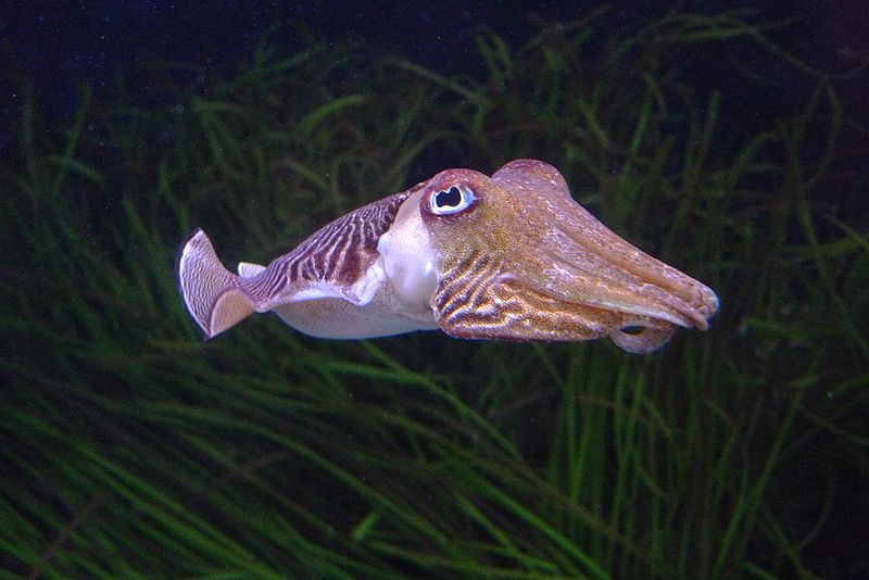 one of the most amazing ocean animals is the cuttlefish