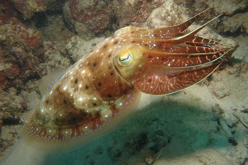 smallest species of cuttlefish