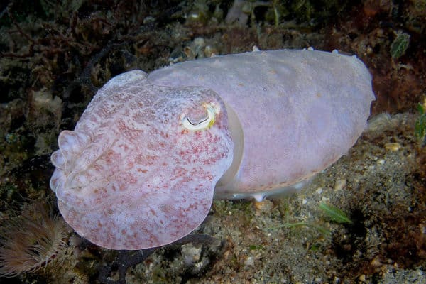 Cuttlefish Animal Facts | Sepiida | AZ Animals